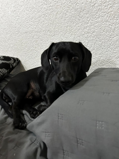 Nala