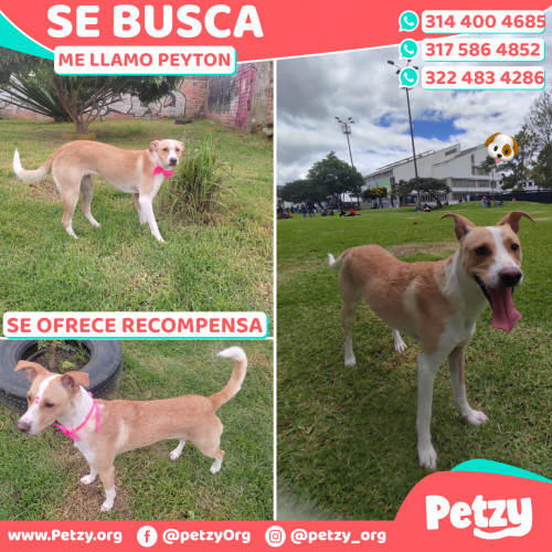 Foto de mascota Peyton