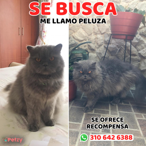 Foto de mascota Peluza