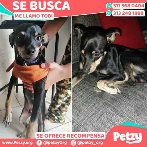 Foto de mascota Tobi