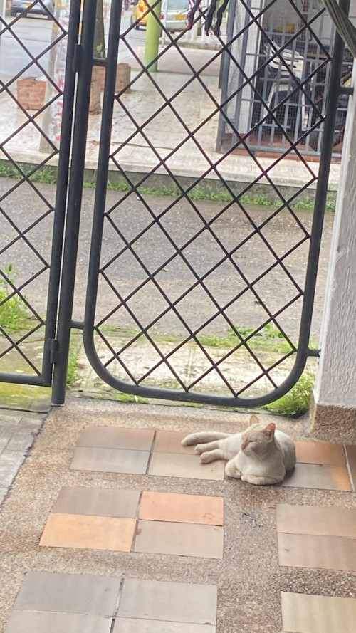 Blanquito