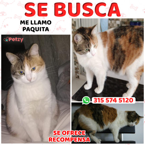 Foto de mascota Paquita 