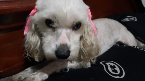 Maily