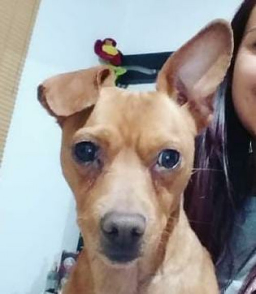 Toby