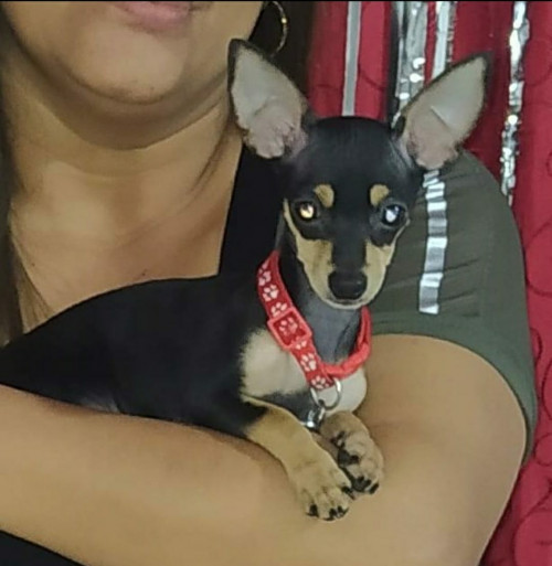 Coquito