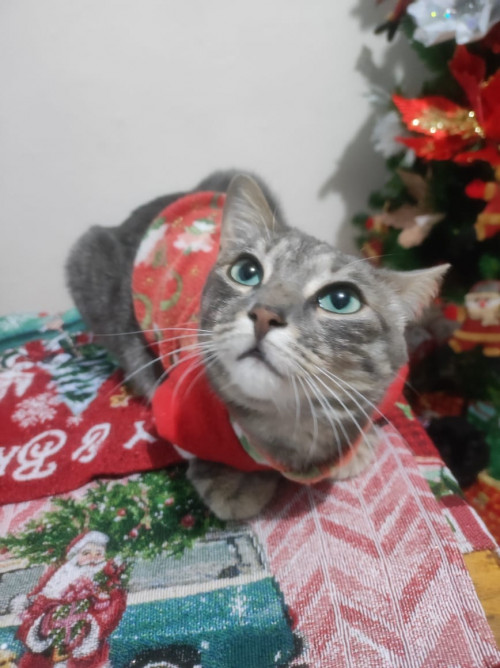 Chiqui