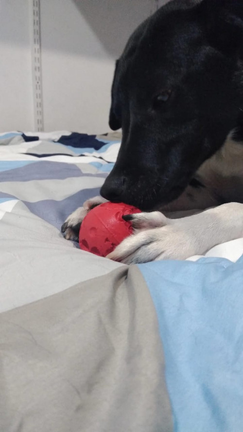 Oreo
