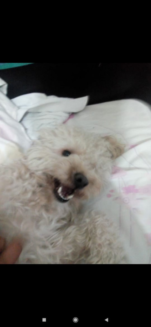 Copito
