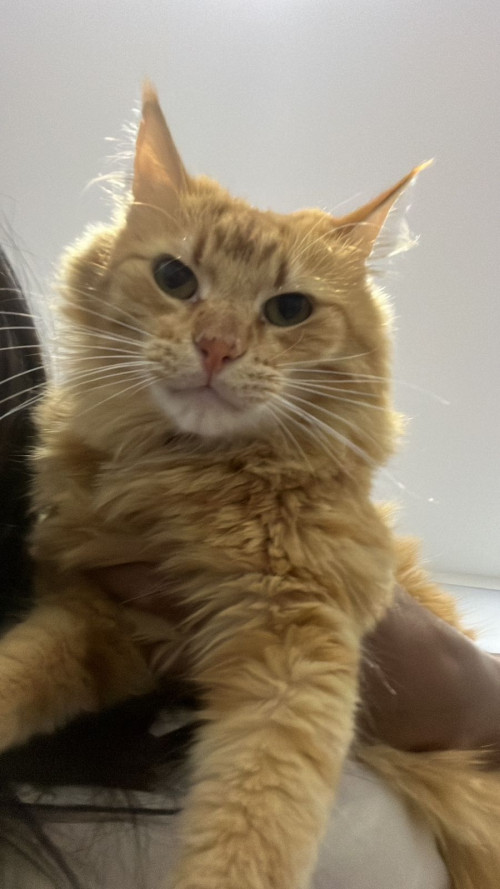 Simba