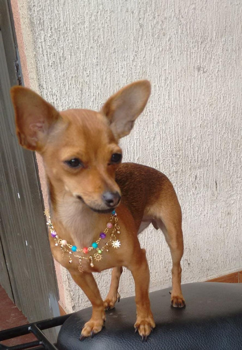 Lulú
