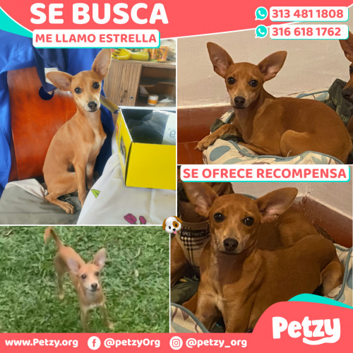 Foto de mascota Estrella