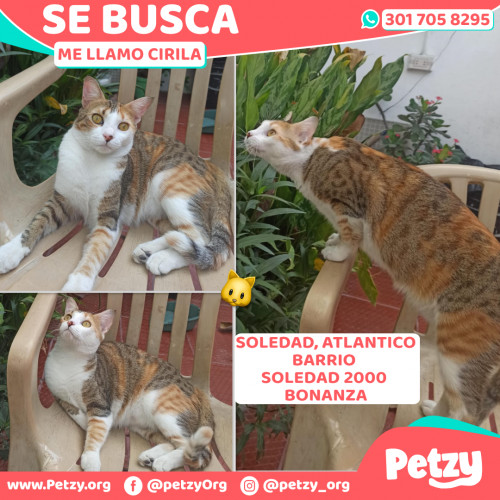 Foto de mascota Cirila