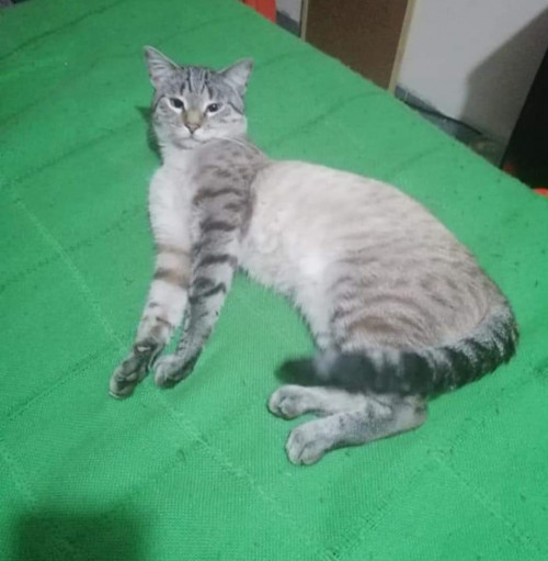 Tomas