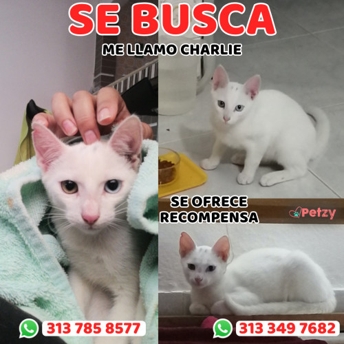 Foto de mascota Charlie