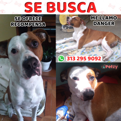 Foto de mascota Danger