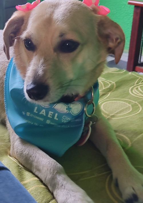 Nala