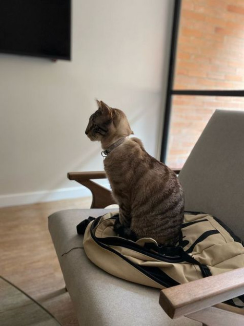 Coco