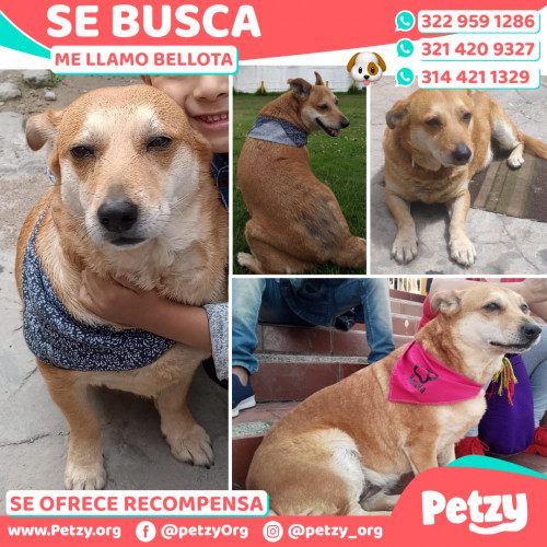 Foto de mascota Bellota