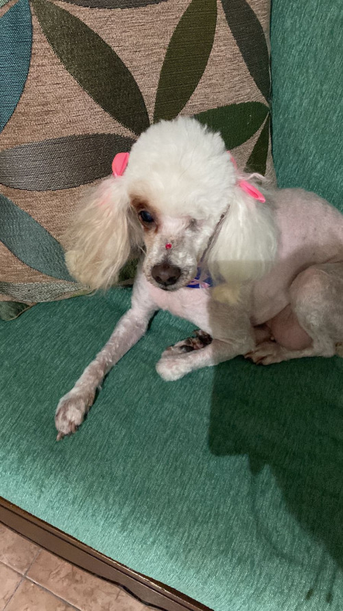 Cholita