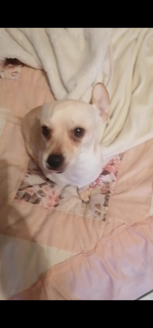 Tobi