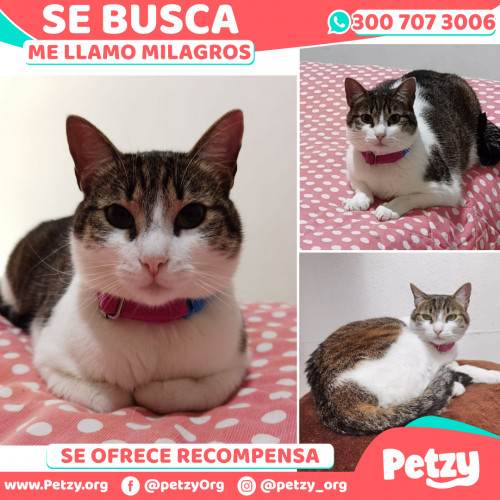 Foto de mascota Milagros