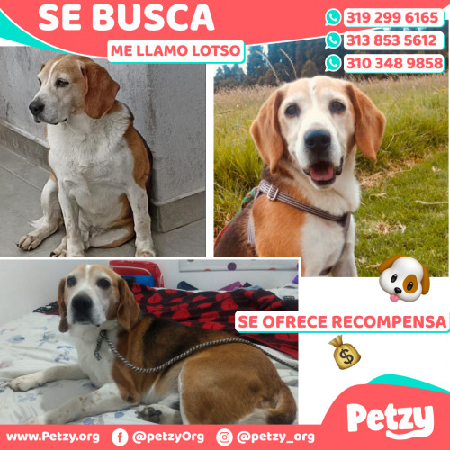 Foto de mascota Lotso