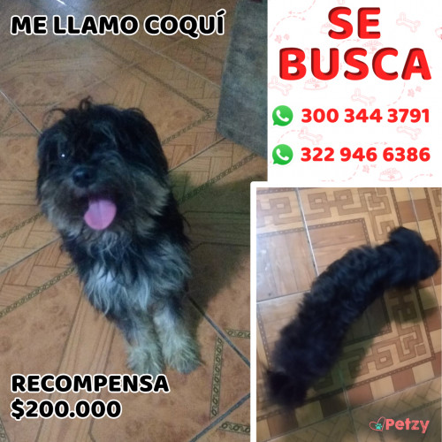 Foto de mascota CoquÍ