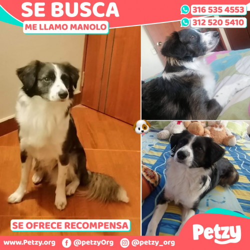 Foto de mascota Manolo