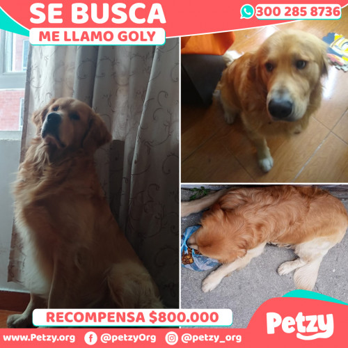 Foto de mascota Goly