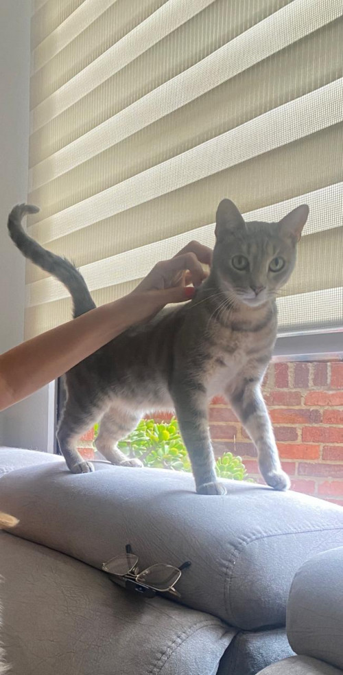 Cosmo