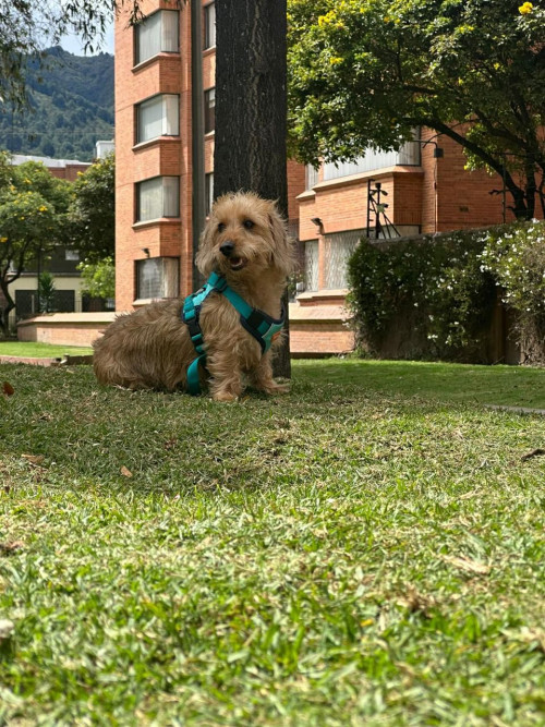 Panchito