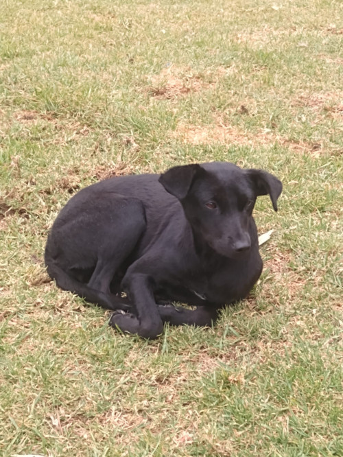 Negrita
