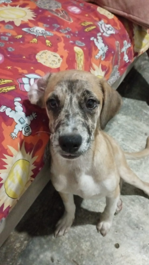 Manchas