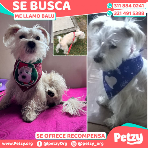 Foto de mascota Balu