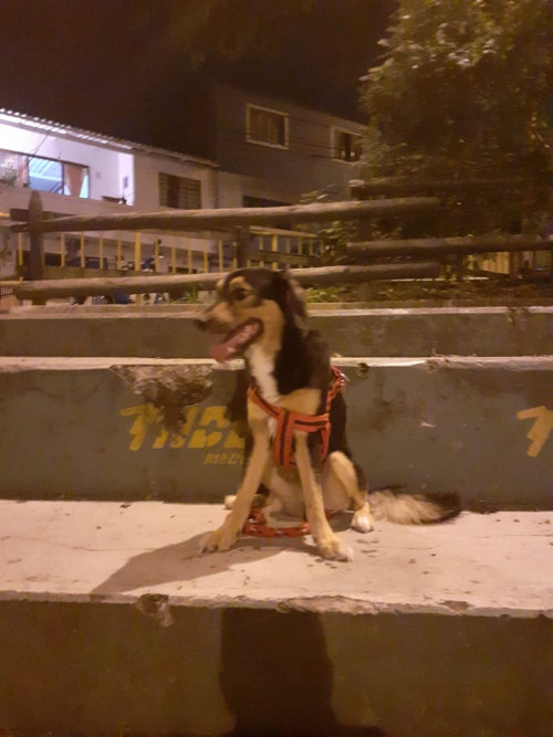 Cooki