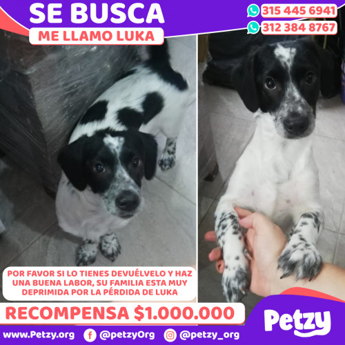 Foto de mascota Luka