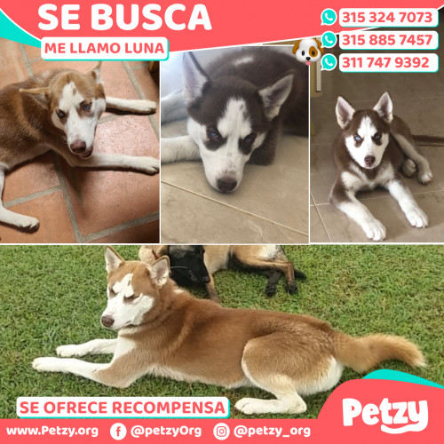 Foto de mascota Luna