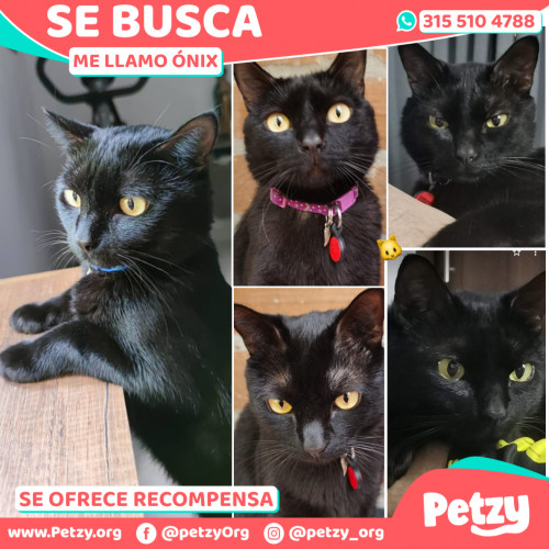 Foto de mascota Ónix