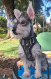 Foto de Bluey en Villavicencio Meta #0