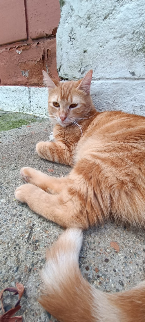Maqui