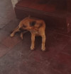 Foto de Hachiko en Cúcuta Norte de Santander #0
