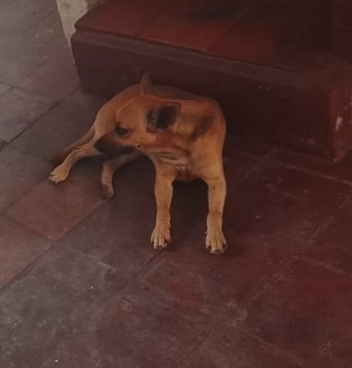 Hachiko