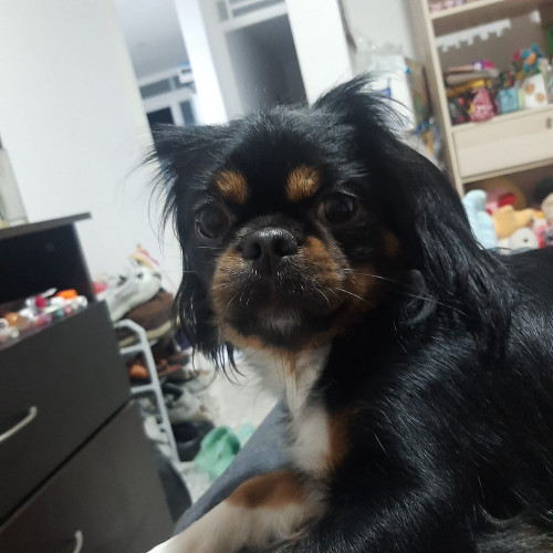 Milu