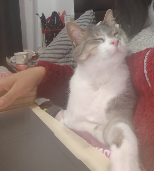 Félix