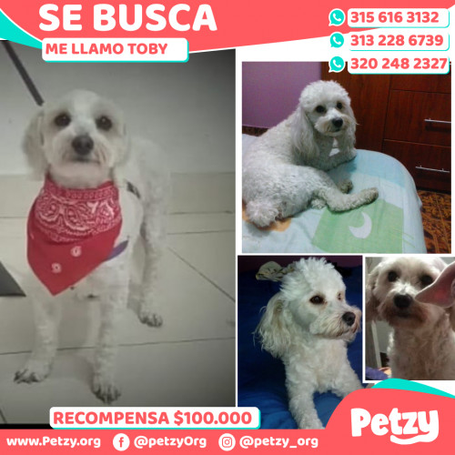 Foto de mascota Toby