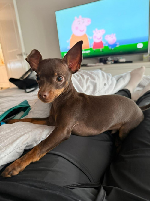 Bruno