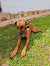 Foto de Kenya en Villa de Leyva Boyacá #1