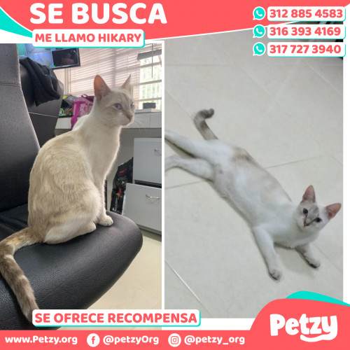 Foto de mascota Hikary