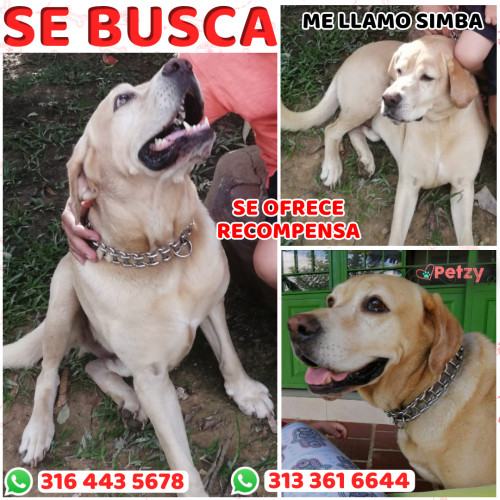 Foto de mascota Simba