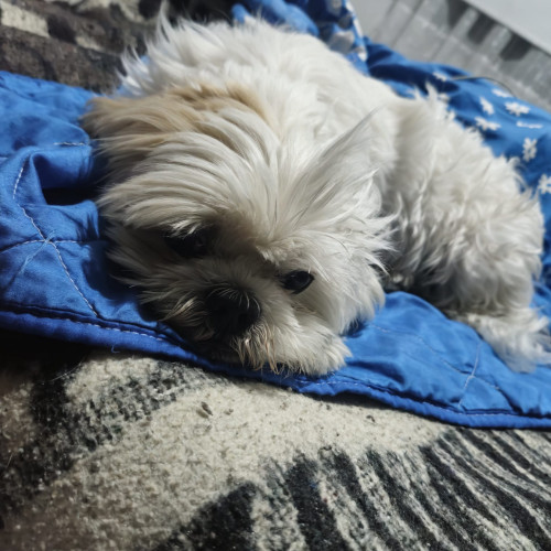 Toby